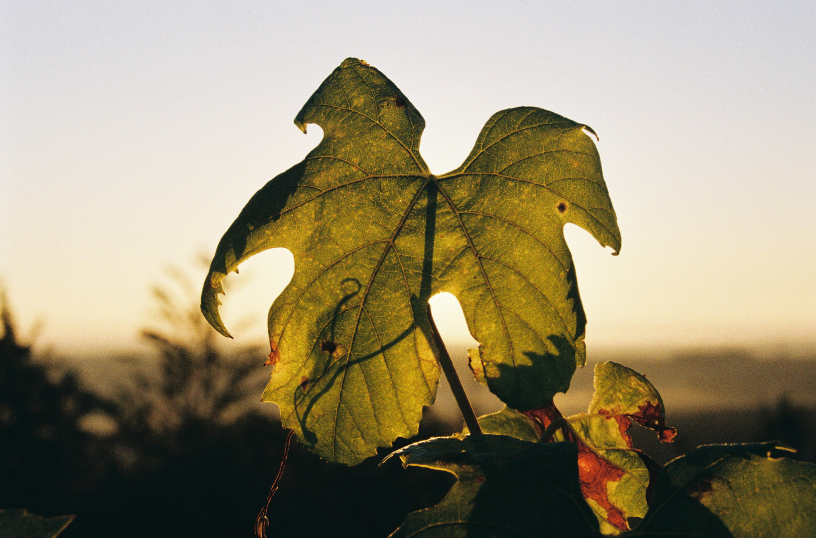 Blatt einer Weinrebe im Sonnenaufgang