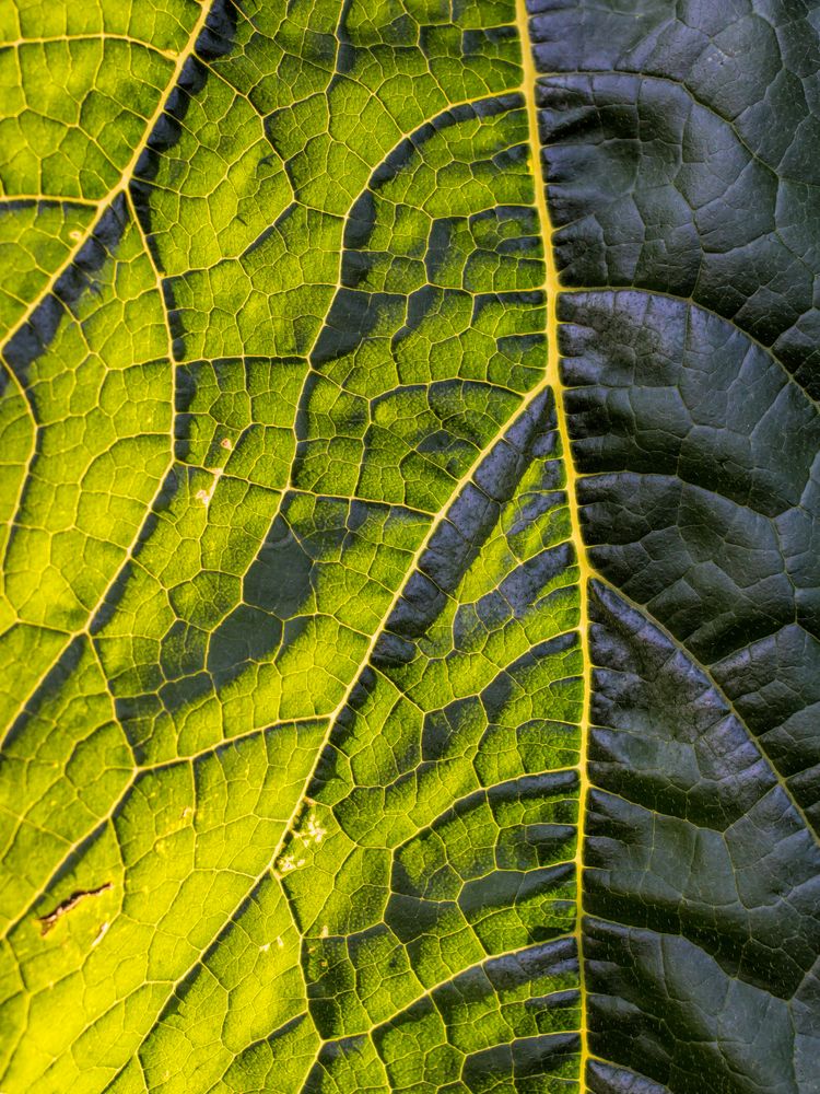 Blatt einer Zucchini in der Abendsonne