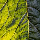 Blatt einer Zucchini in der Abendsonne