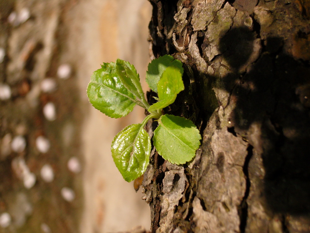 Blatt eines Apfelbaumes