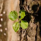 Blatt eines Apfelbaumes