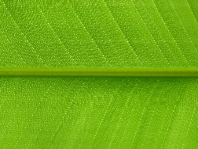 Blatt eines Bananenbaumes in Thailand