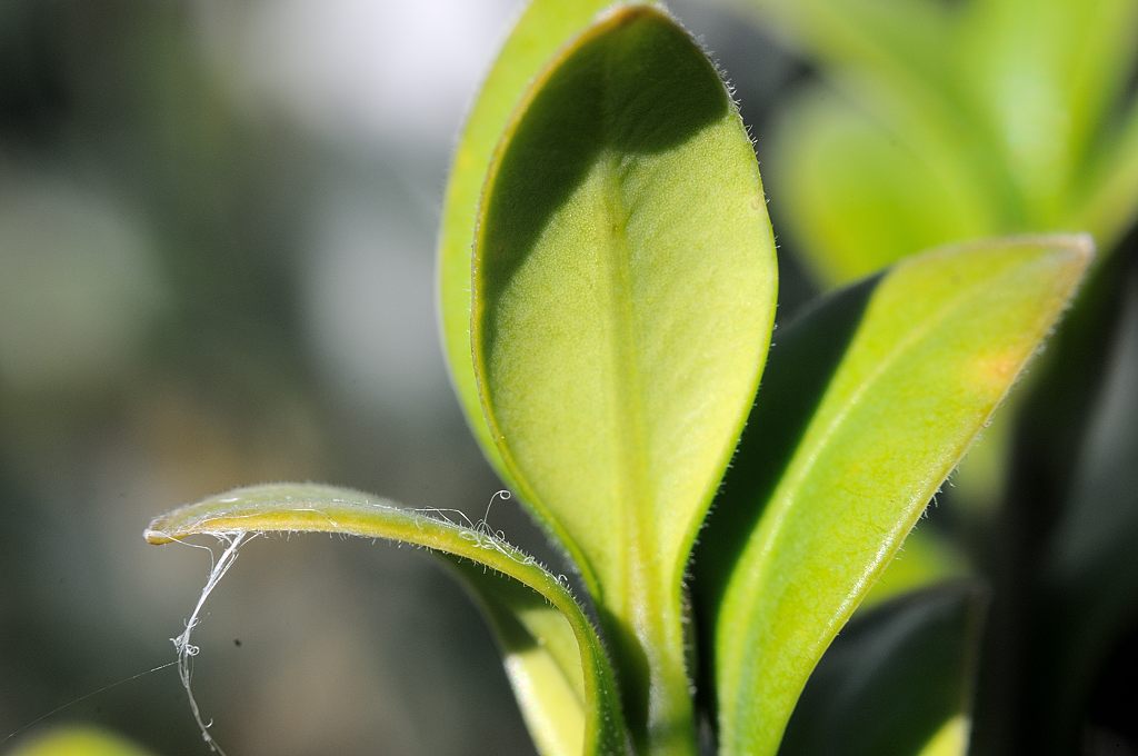 Blatt eines Buxbaums mit Spinnweben