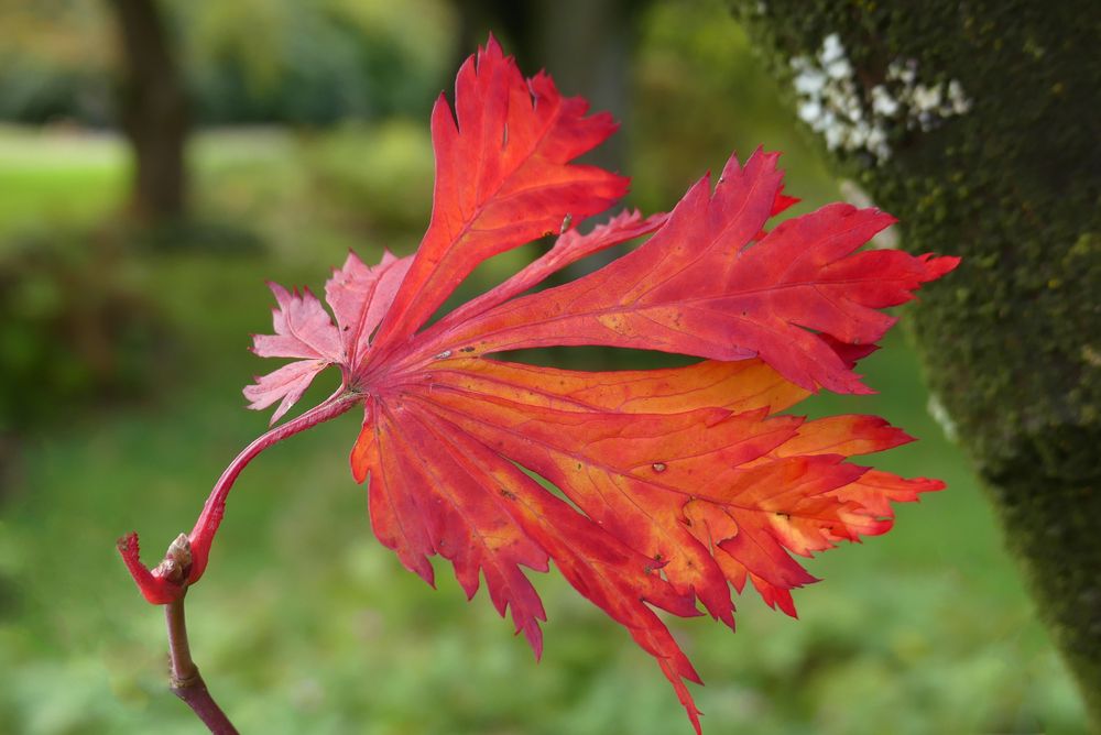 Blatt eines Japanischen Ahorn ...