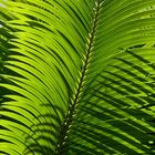 Blatt eines Palmfarns (Cycas revoluta)