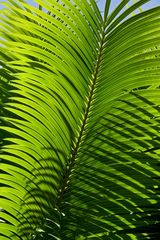 Blatt eines Palmfarns (Cycas revoluta)