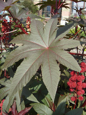 Blatt eines Ricinus communis