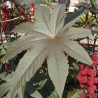 Blatt eines Ricinus communis