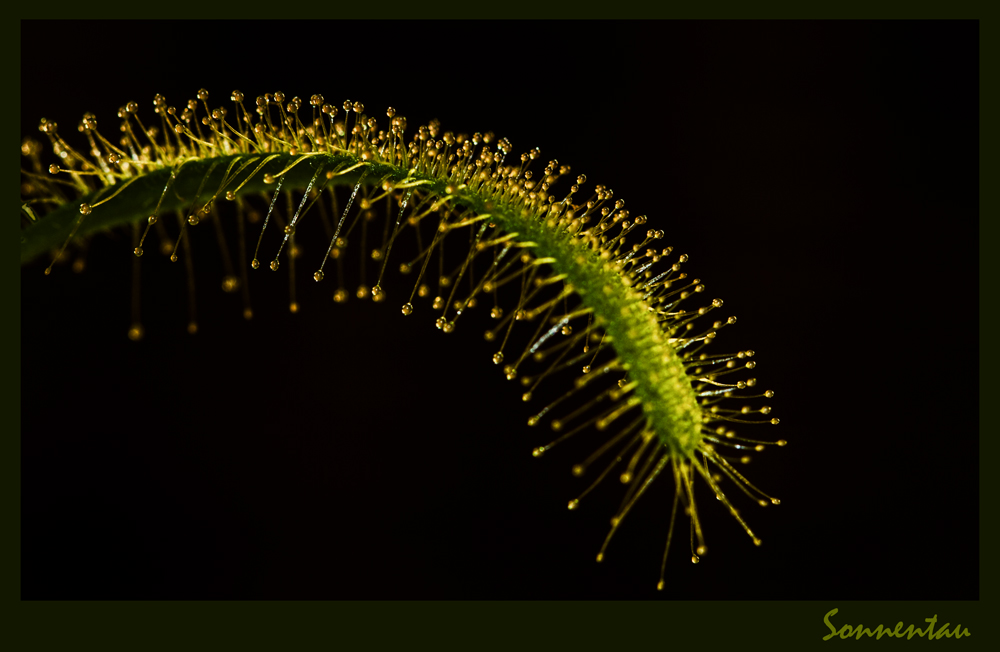 Blatt eines Sonnentau