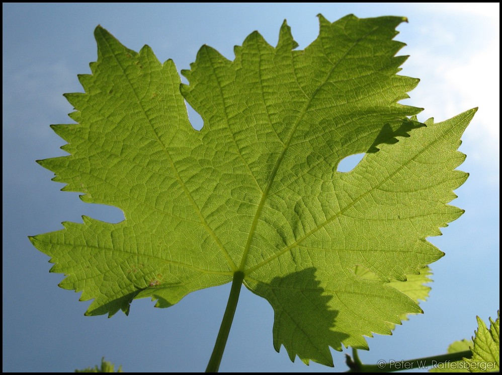 Blatt eines Weinstockes im Weinviertel