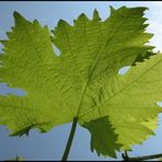 Blatt eines Weinstockes im Weinviertel