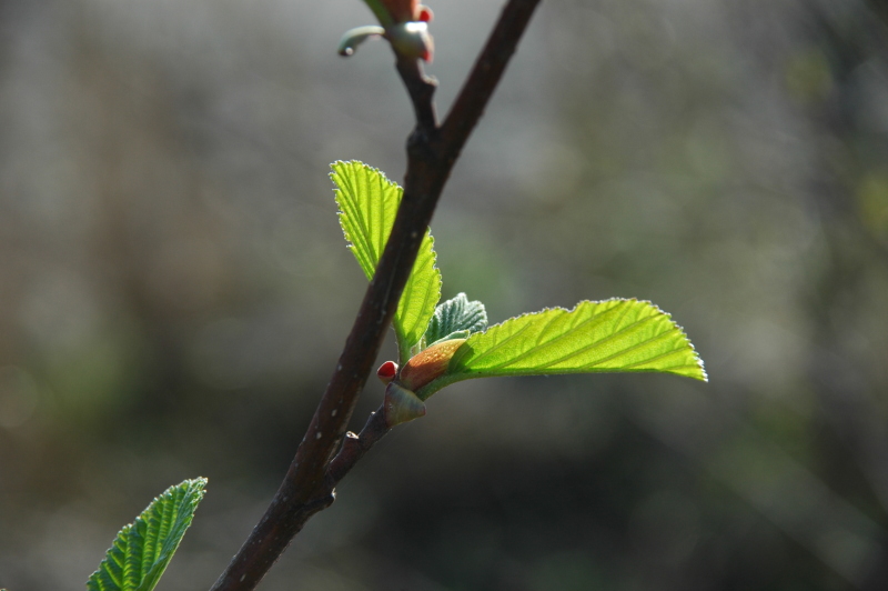 blatt eins