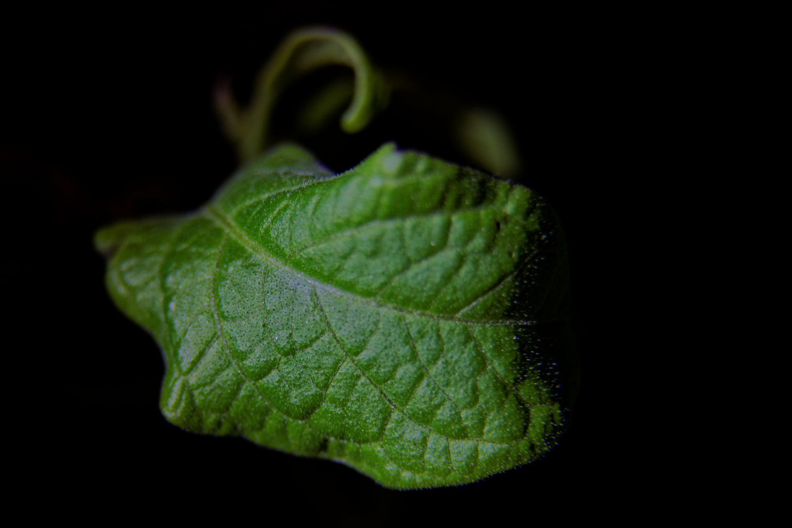 Blatt Enzianbäumchen