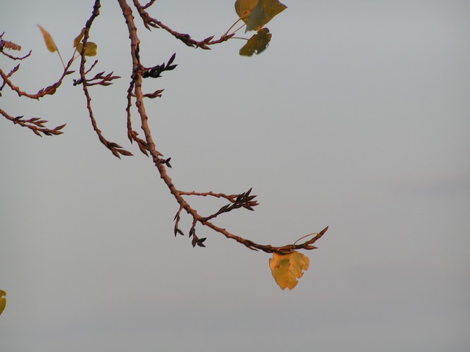 Blatt für Blatt.......