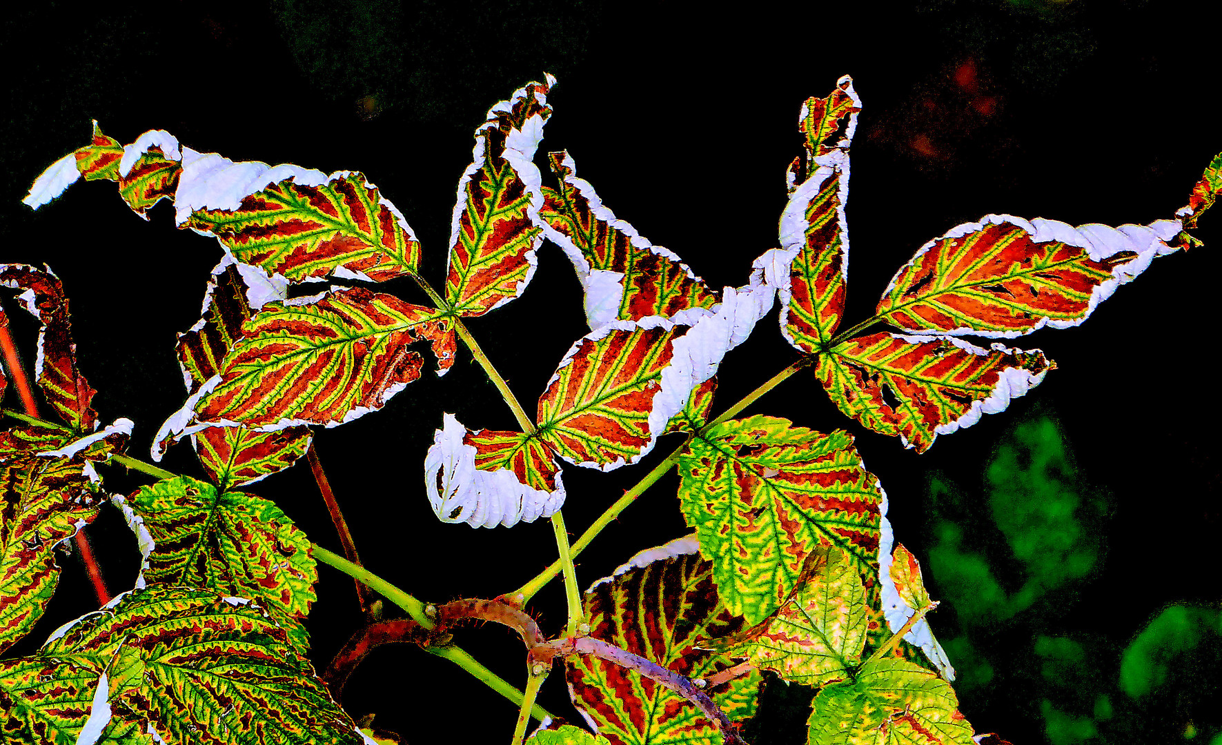 Blatt für Blatt