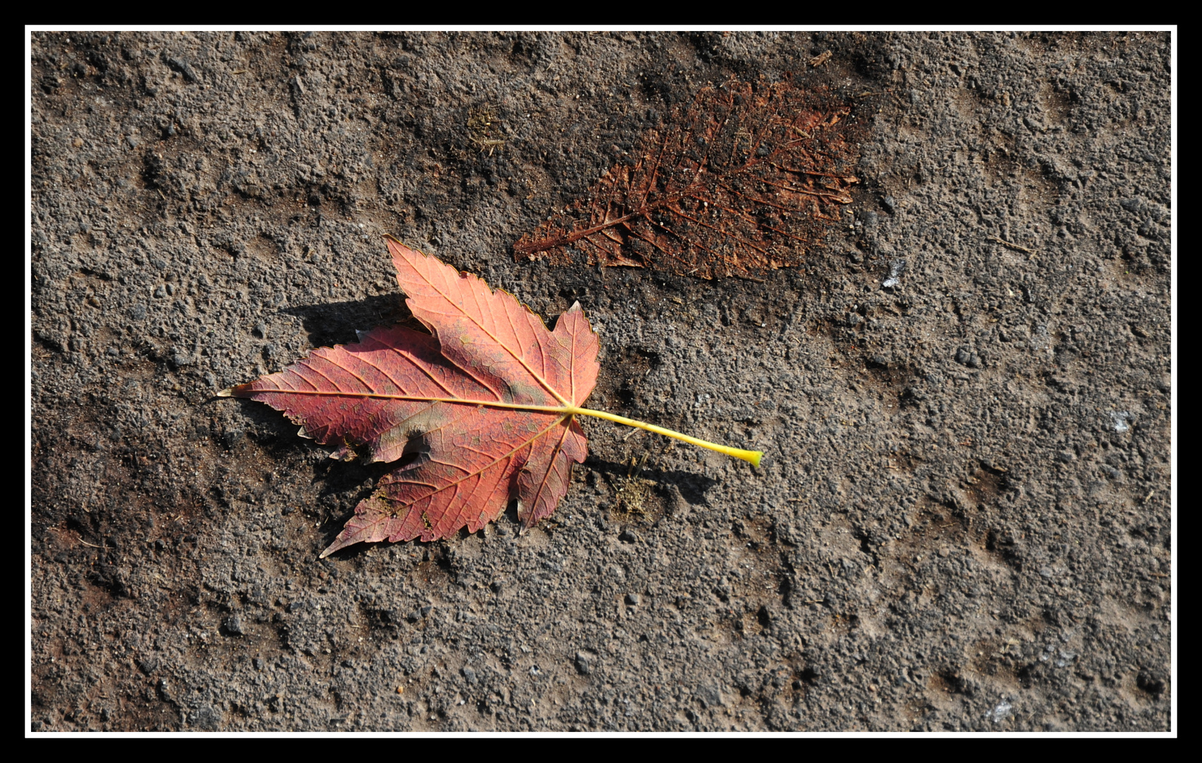 Blatt für Blatt ...