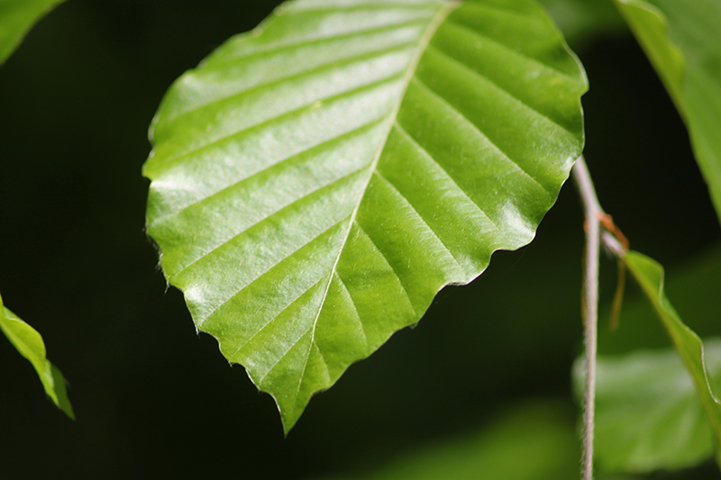 Blatt für Blatt ergrünt die Welt