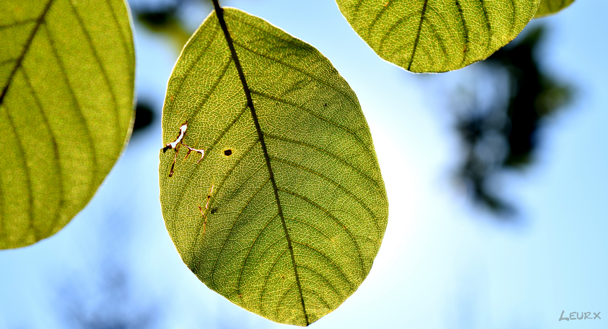 Blatt gegen Sonne