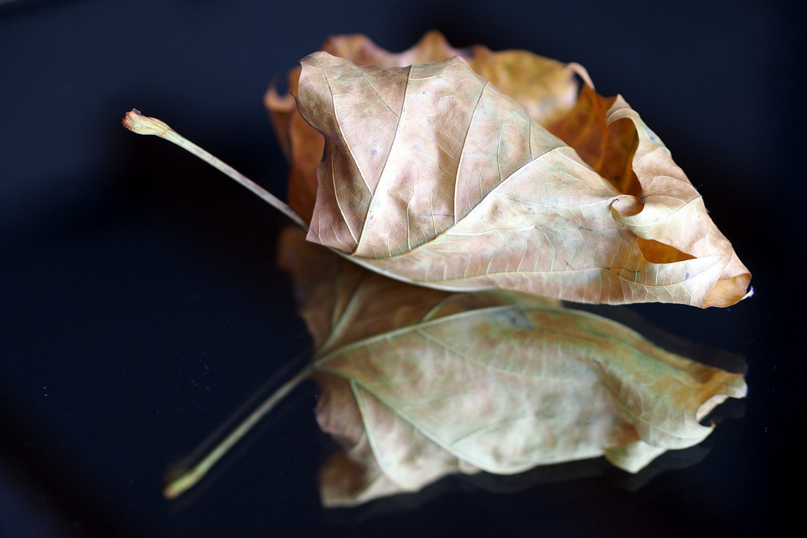 Blatt gespiegelt