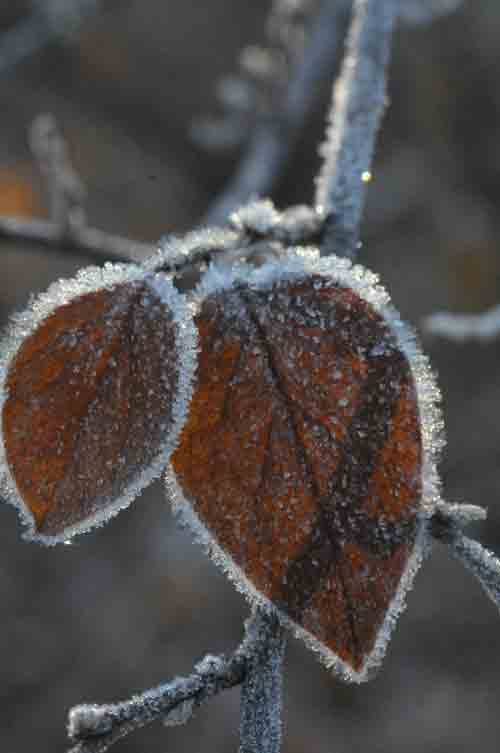 Blatt gezuckert