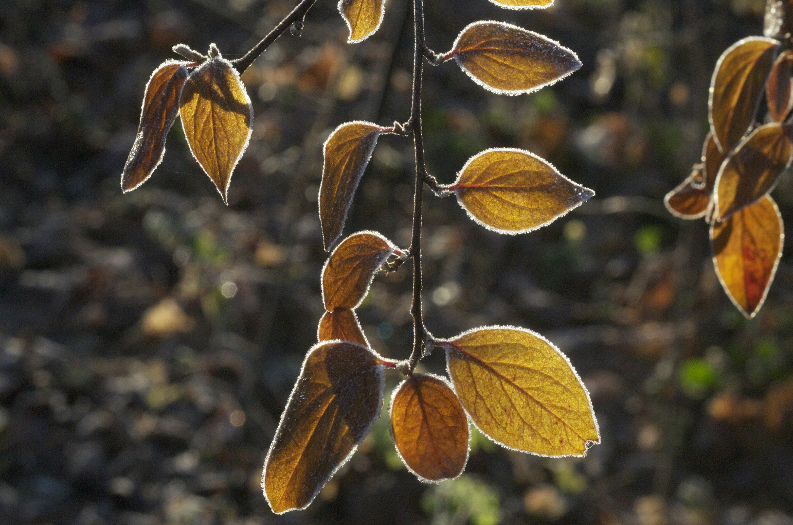 Blatt gezuckert II