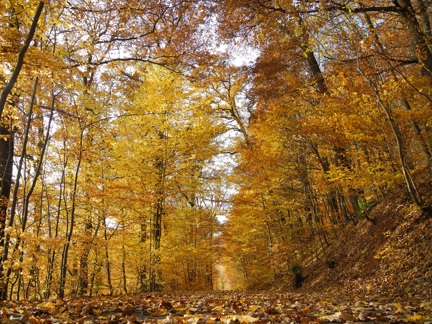 Blatt Gold Foto Bild Jahreszeiten Herbst Blatter Bilder Auf Fotocommunity