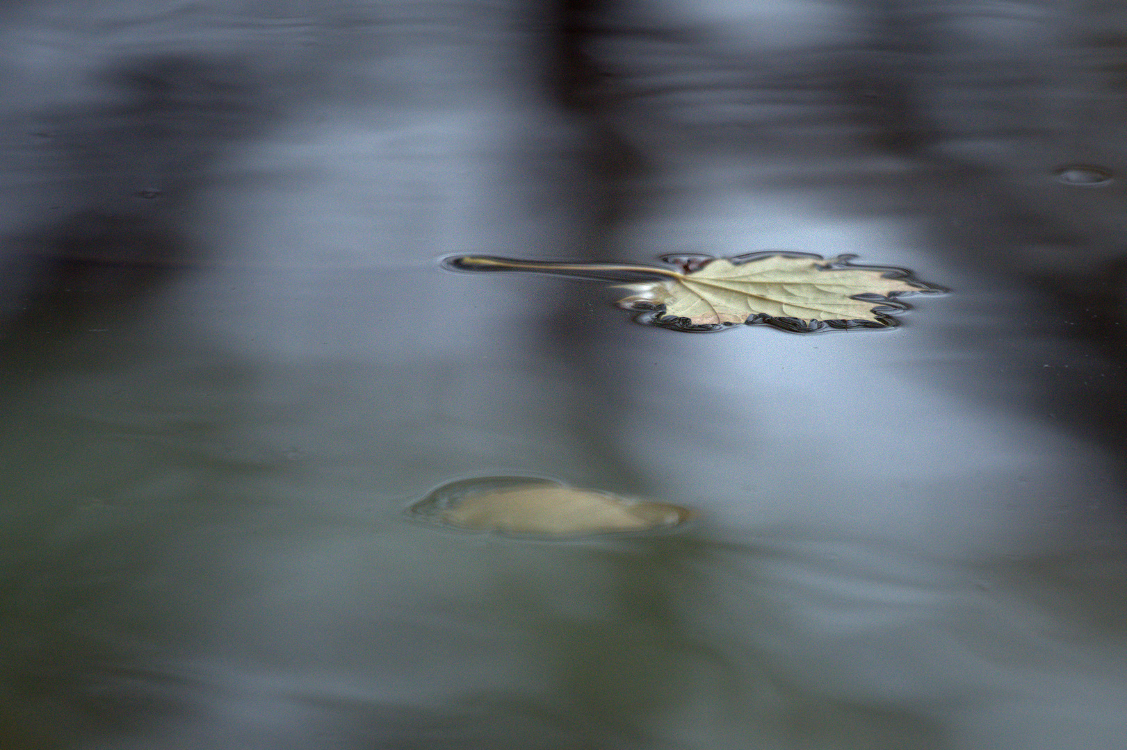 Blatt - Gold - Fisch