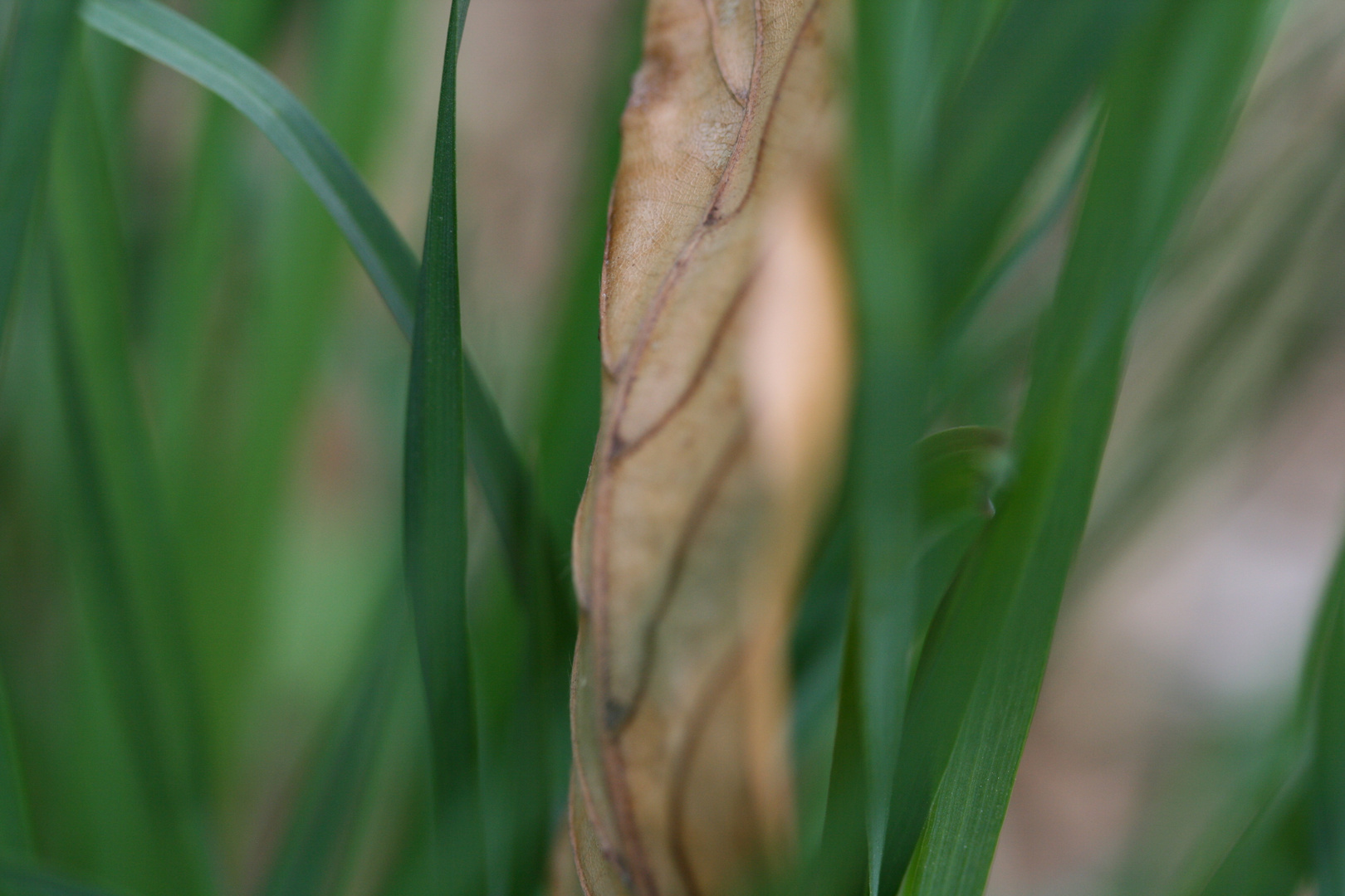 Blatt, Gras