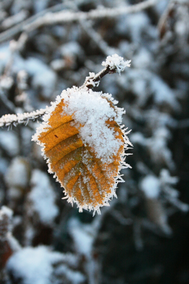 Blatt hat den Herbst verpasst