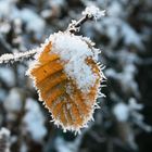 Blatt hat den Herbst verpasst