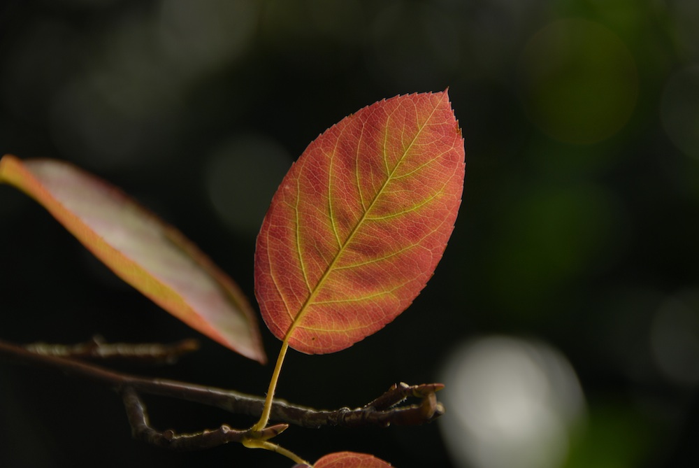 Blatt - Herbst