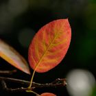 Blatt - Herbst