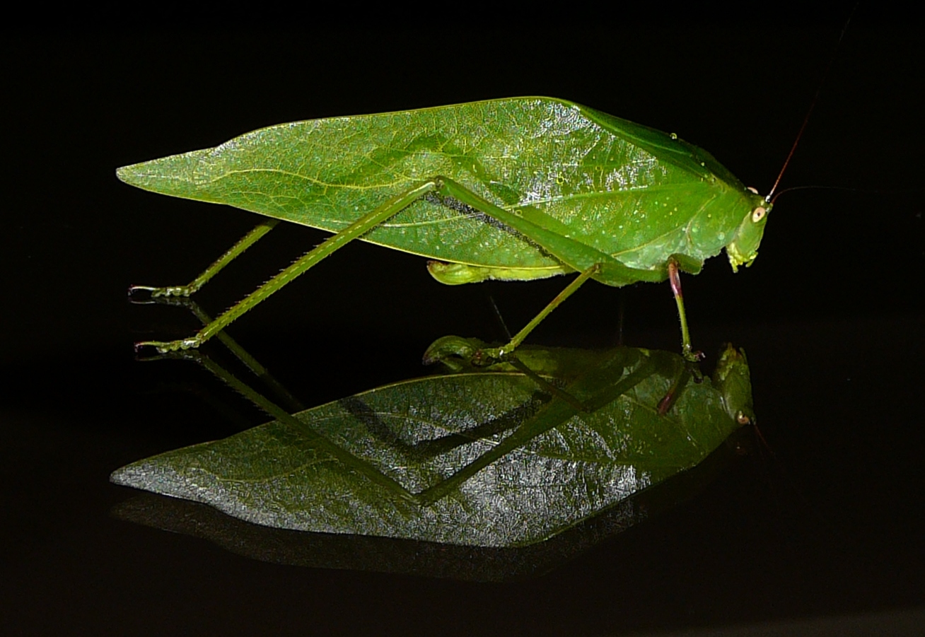 Blatt-Heuschrecke Foto & Bild | tiere, wildlife, insekten Bilder auf