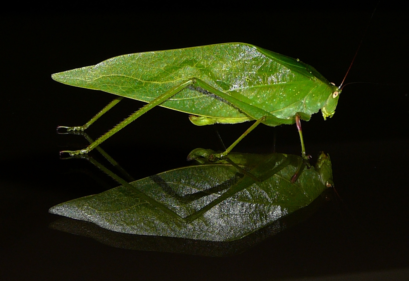 Blatt-Heuschrecke