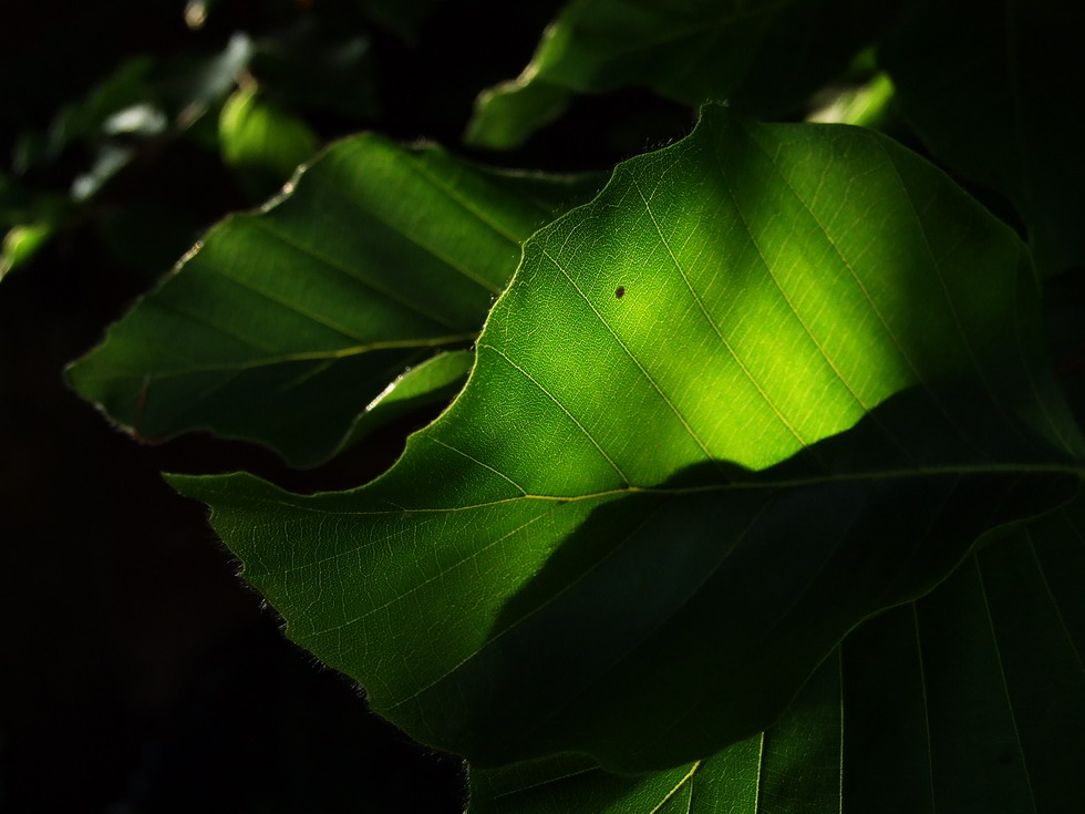 Blatt im Abendlicht