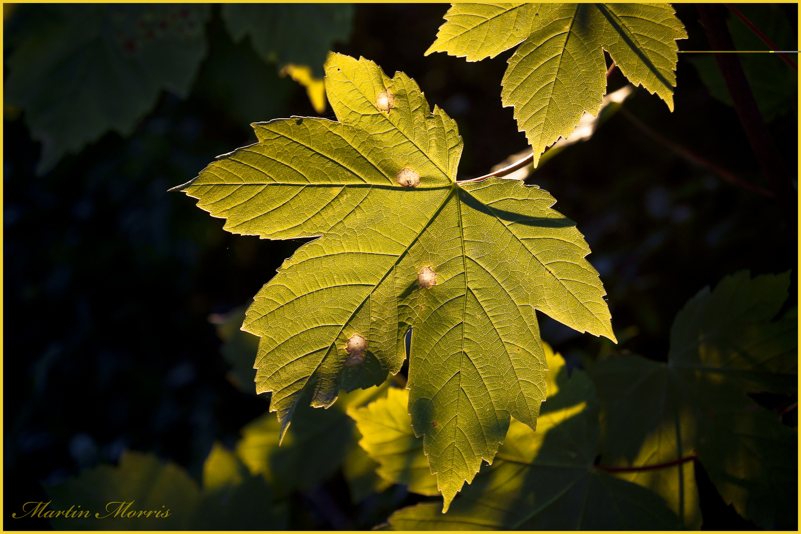 Blatt im Abendlicht