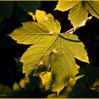 Blatt im Abendlicht