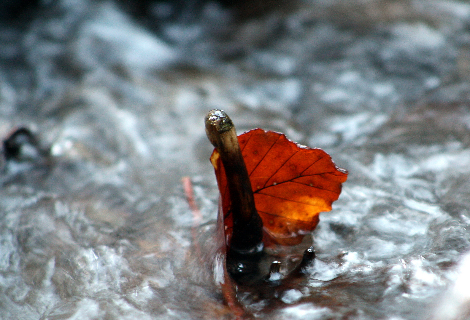 Blatt im Bach