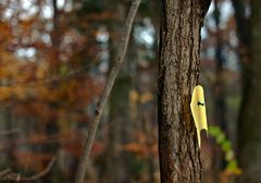 Blatt im Blätterwald