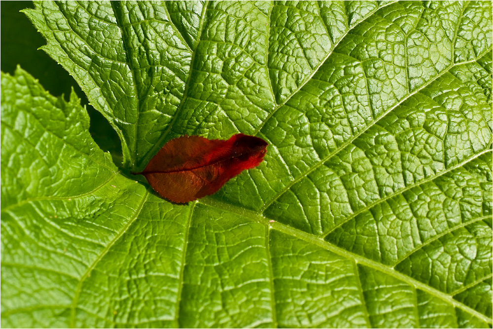 Blatt im Blatt (heruntergefallen)