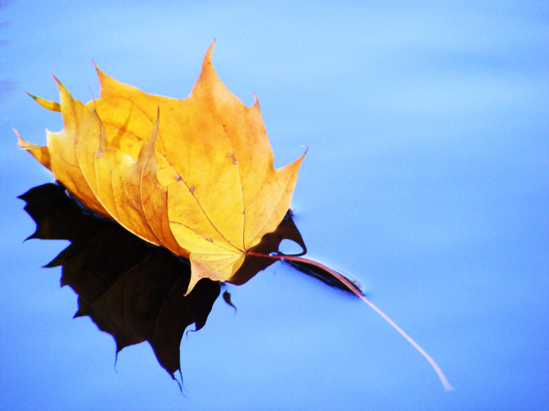 Blatt im Blau