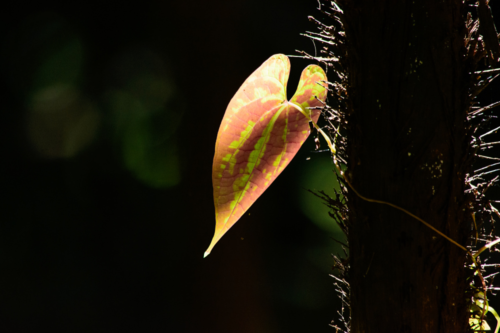 Blatt im Dschungel