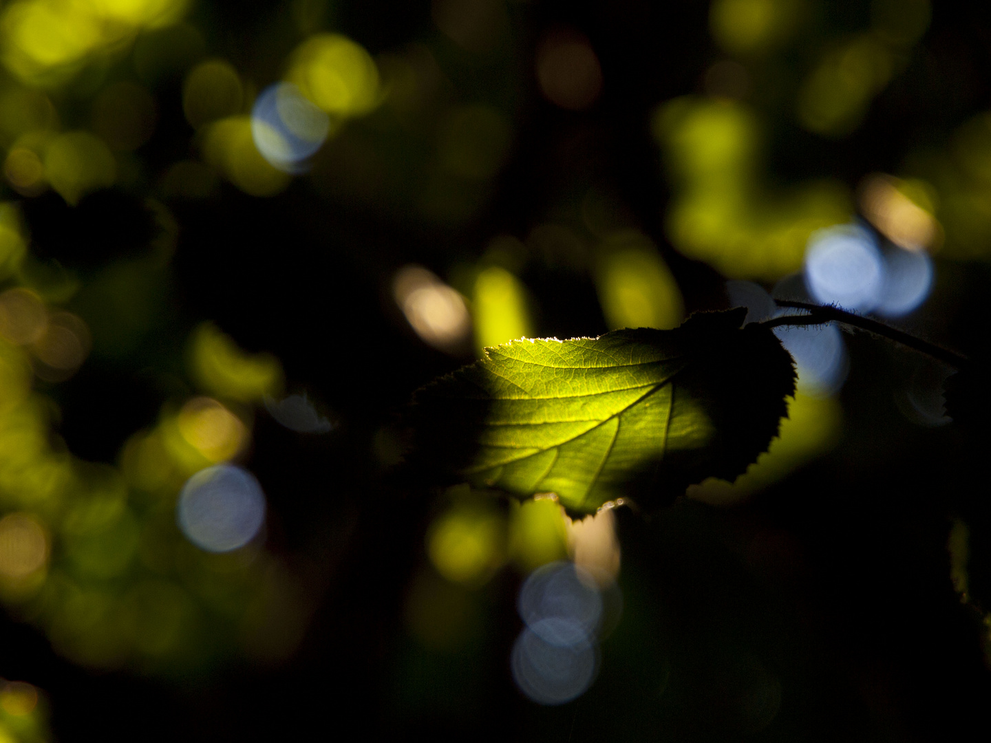 Blatt im Dunkel