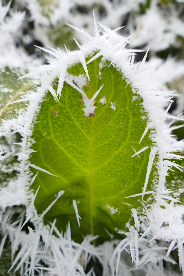 Blatt im Eiskristallmantel