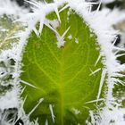 Blatt im Eiskristallmantel