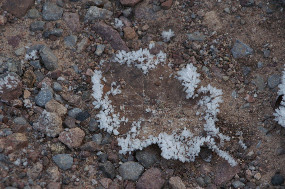 Blatt im Eismantel