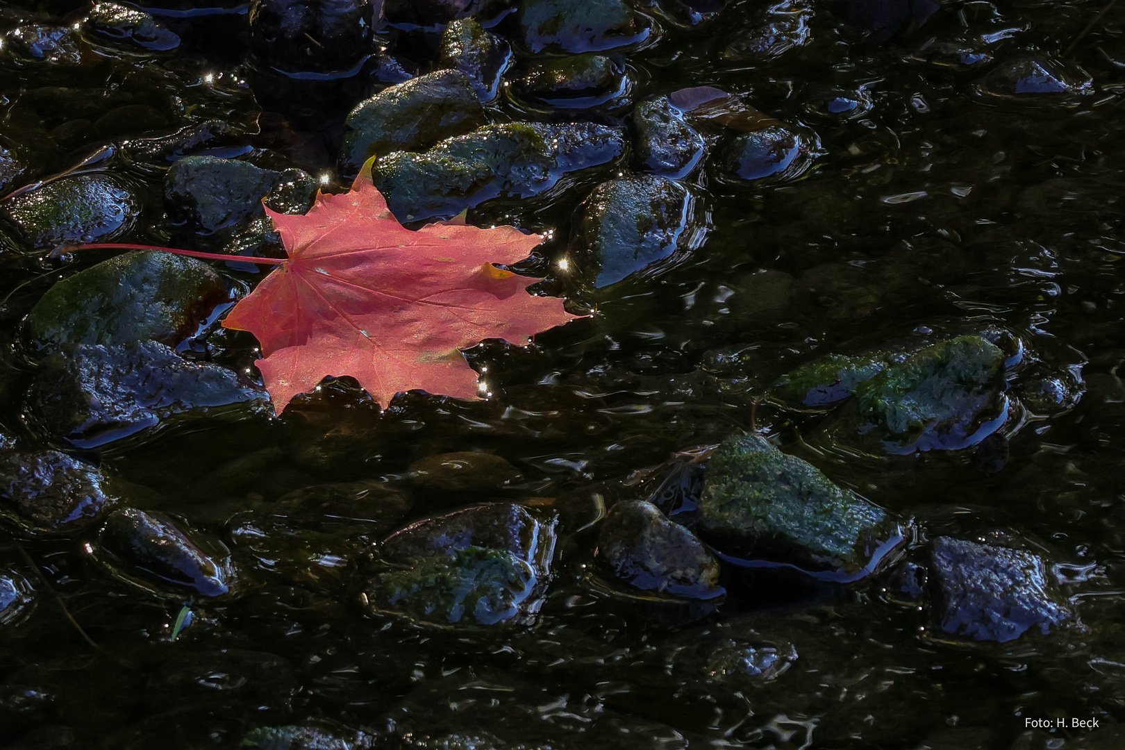 Blatt im Flusslauf