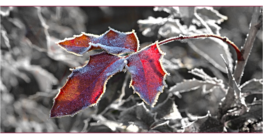 Blatt im Frost