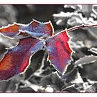 Blatt im Frost