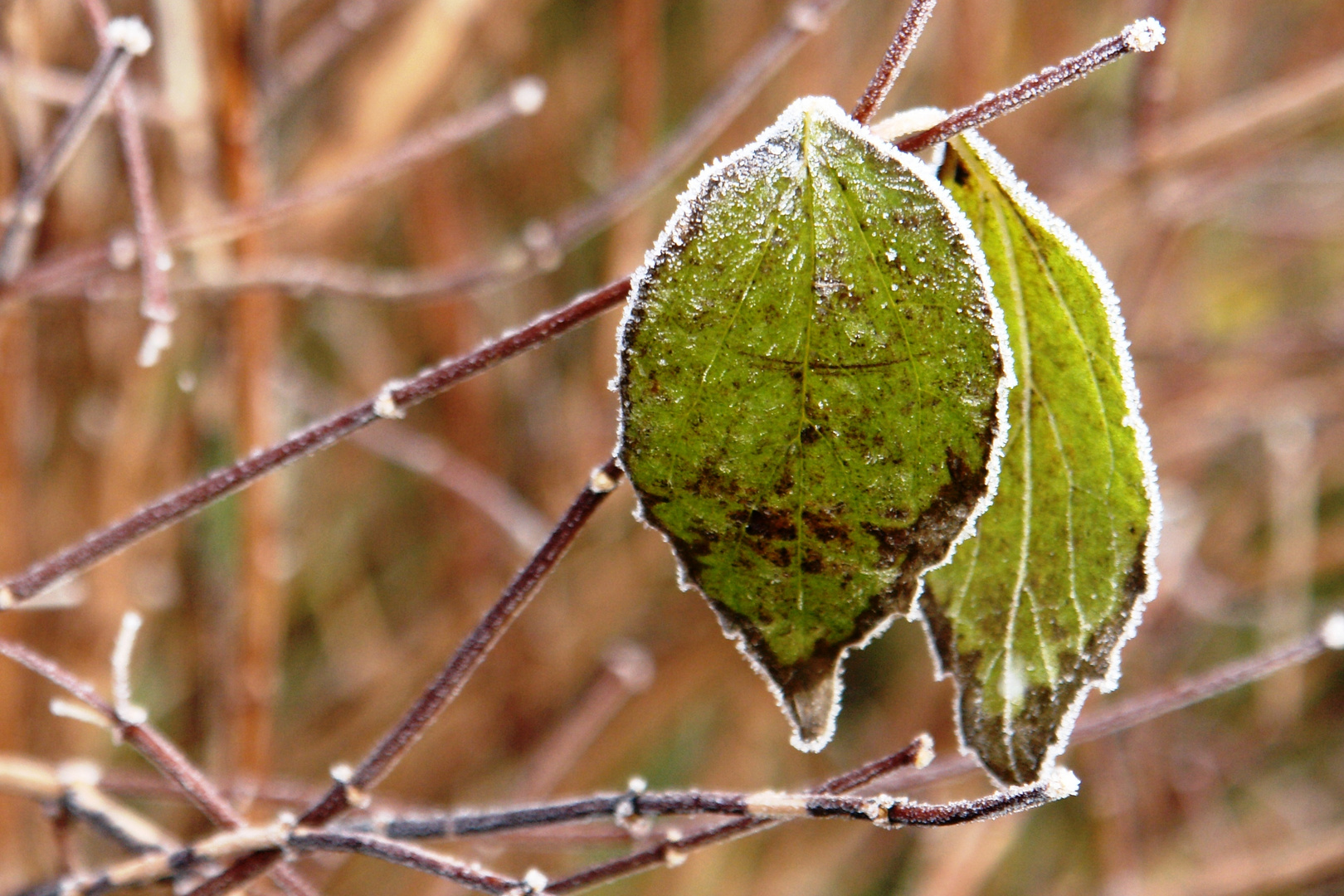 Blatt im Frost...